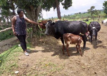 The 5 C’s of Calf Care: A Foundation for Successful Dairy Farming