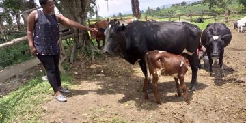 The 5 C’s of Calf Care: A Foundation for Successful Dairy Farming