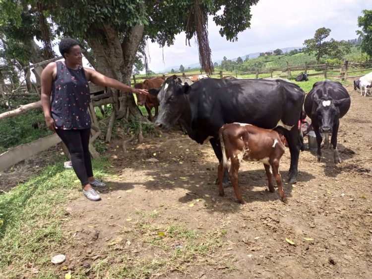 The 5 C’s of Calf Care: A Foundation for Successful Dairy Farming