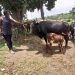 The 5 C’s of Calf Care: A Foundation for Successful Dairy Farming