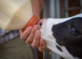 Optimizing Calf Health and Growth: Essential Management Practices Post-Calving