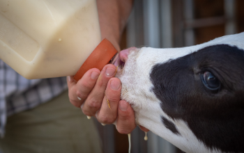Optimizing Calf Health and Growth: Essential Management Practices Post-Calving