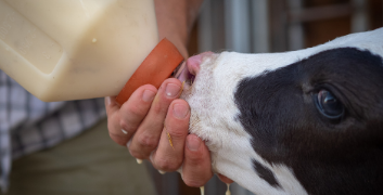 Optimizing Calf Health and Growth: Essential Management Practices Post-Calving