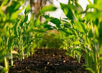 Shifting from Inorganic to Organic Fertilizers: A Key Strategy for Combating Climate Change