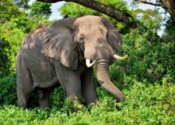 Why tourism sector Budget must be prioritized in the FY2025/2026?