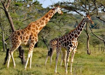 Why tourism sector Budget must be prioritized in the FY2025/2026?