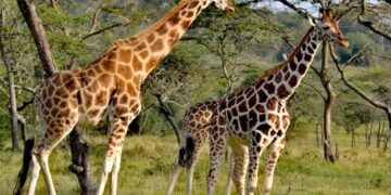 Why tourism sector Budget must be prioritized in the FY2025/2026?