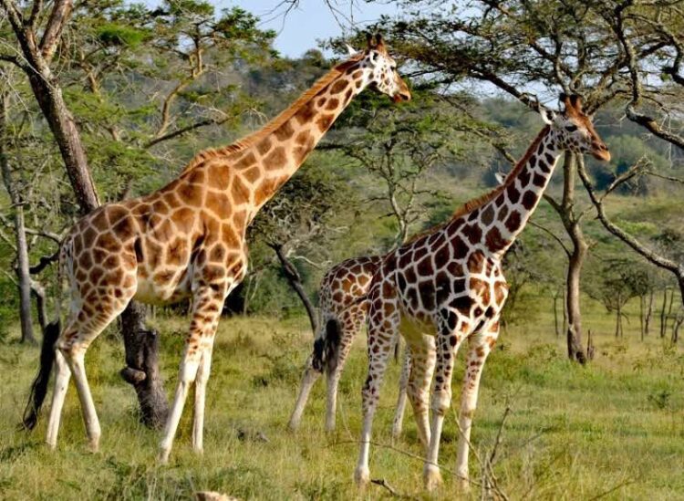 Why tourism sector Budget must be prioritized in the FY2025/2026?