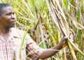 Bunyoro Sugarcane Farmers Demand End to Monopoly, Call for Fair Market Policies