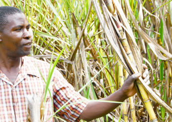 Bunyoro Sugarcane Farmers Demand End to Monopoly, Call for Fair Market Policies