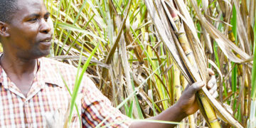 Bunyoro Sugarcane Farmers Demand End to Monopoly, Call for Fair Market Policies
