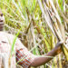 Bunyoro Sugarcane Farmers Demand End to Monopoly, Call for Fair Market Policies