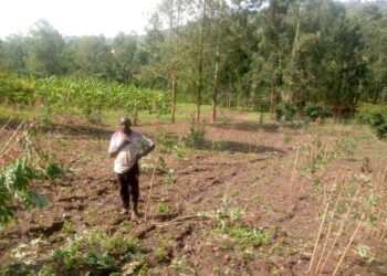 Heavy Downpour Destroys Crops in Ntungamo