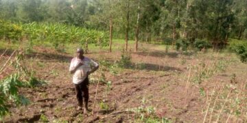 Heavy Downpour Destroys Crops in Ntungamo