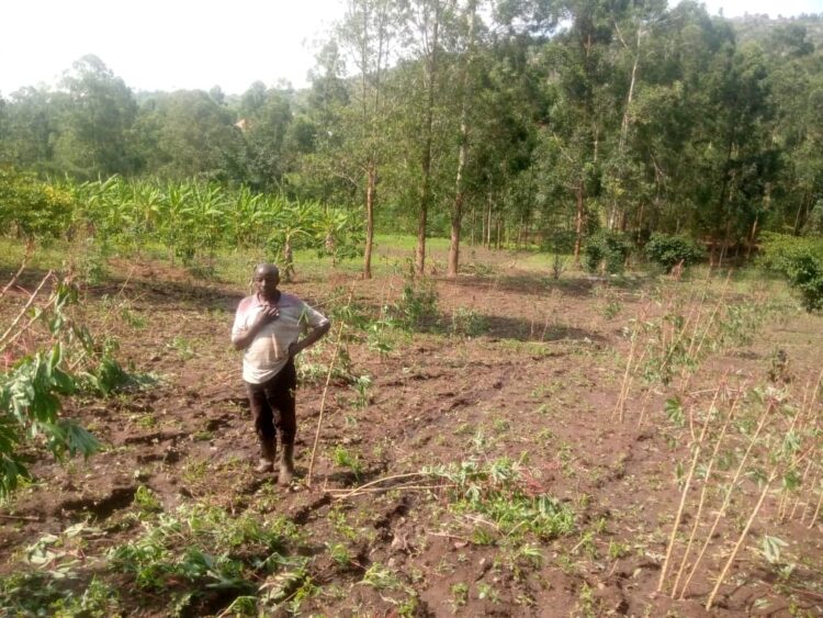Heavy Downpour Destroys Crops in Ntungamo