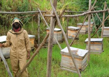 Climate Change Threatens Uganda’s Honey Production, Minister Rwamirama Warns