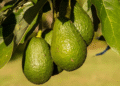 Student Suspended, Ordered to Pay in Avocados