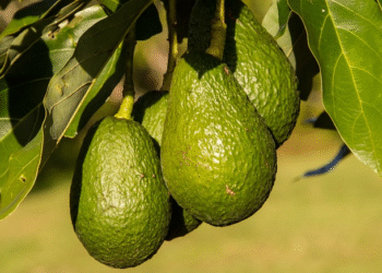 Student Suspended, Ordered to Pay in Avocados