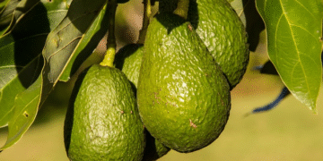 Student Suspended, Ordered to Pay in Avocados