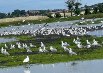 How Limited Funding and Weak Enforcement Are Undermining Bird Conservation In Uganda
