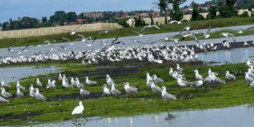 How Limited Funding and Weak Enforcement Are Undermining Bird Conservation In Uganda