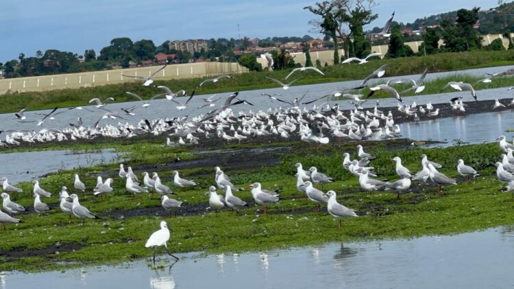 How Limited Funding and Weak Enforcement Are Undermining Bird Conservation In Uganda