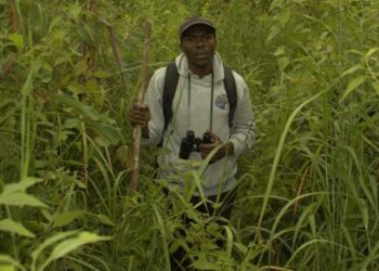 How Limited Funding and Weak Enforcement Are Undermining Bird Conservation In Uganda