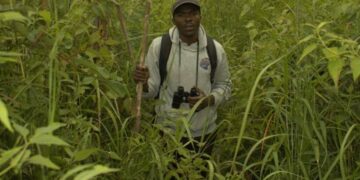 How Limited Funding and Weak Enforcement Are Undermining Bird Conservation In Uganda