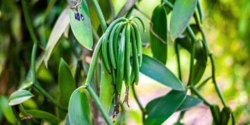 Gov’t Worried as Farmers Abandon Vanilla
