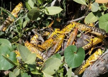 No Desert Locusts in Kitgum, Minister Bwino Kyakulaga Confirms