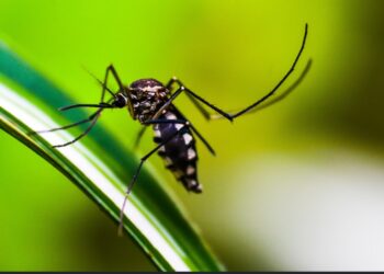 Breakthrough in Malaria Treatment for Newborns and Infants