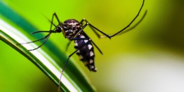 Breakthrough in Malaria Treatment for Newborns and Infants