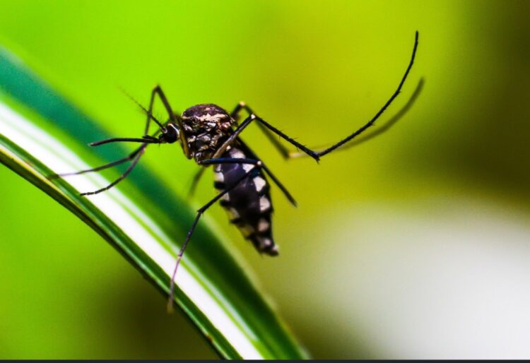 Breakthrough in Malaria Treatment for Newborns and Infants