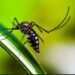 Breakthrough in Malaria Treatment for Newborns and Infants
