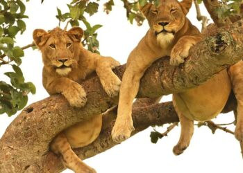 Ugandan government should commission an independent study on Murchison Falls Wildlife