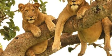 Ugandan government should commission an independent study on Murchison Falls Wildlife