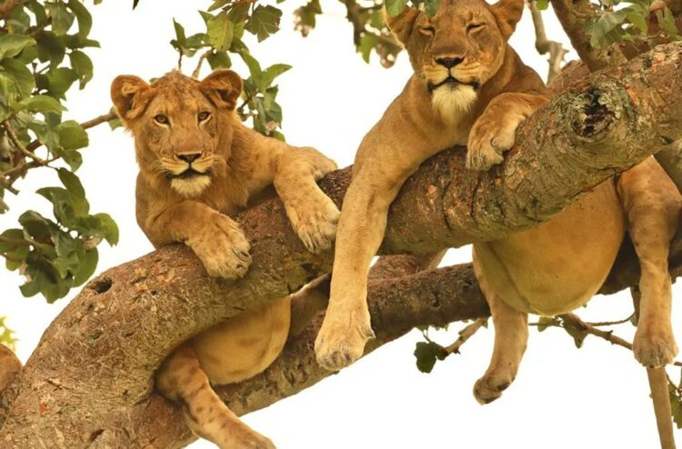 Ugandan government should commission an independent study on Murchison Falls Wildlife