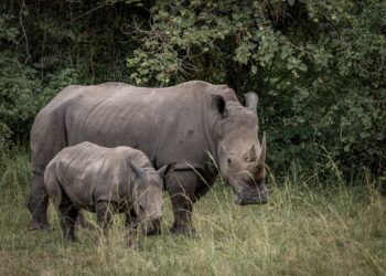 Ugandan government should commission an independent study on Murchison Falls Wildlife