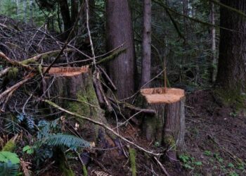 The role of women in driving sustainable energy solutions across Africa