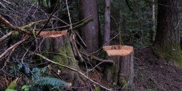 The role of women in driving sustainable energy solutions across Africa