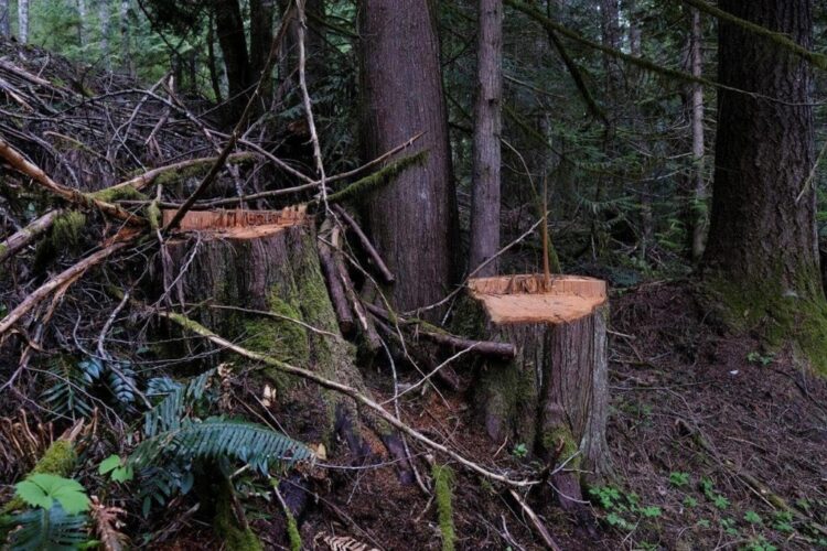 The role of women in driving sustainable energy solutions across Africa