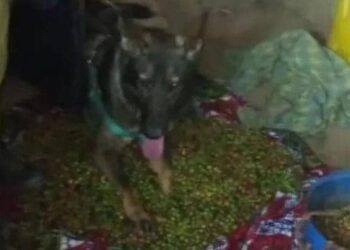 Woman Arrested After Police Recover Stolen Coffee From Her Home