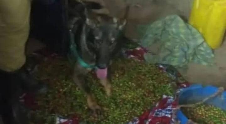 Woman Arrested After Police Recover Stolen Coffee From Her Home