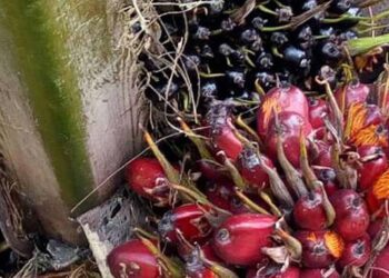 Govt Releases Shs24b to Compensate Oil Palm Project-Affected Families