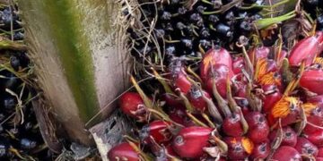 Govt Releases Shs24b to Compensate Oil Palm Project-Affected Families