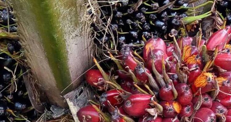 Govt Releases Shs24b to Compensate Oil Palm Project-Affected Families