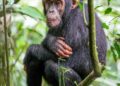UWA Introduces New Electronic System for Gorilla, Chimpanzee Permits
