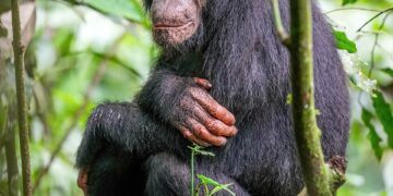 UWA Introduces New Electronic System for Gorilla, Chimpanzee Permits