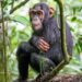 UWA Introduces New Electronic System for Gorilla, Chimpanzee Permits