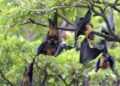 Nipah Virus Cases Reported in West Bengal: WHO Confirms Moderate Local Risk